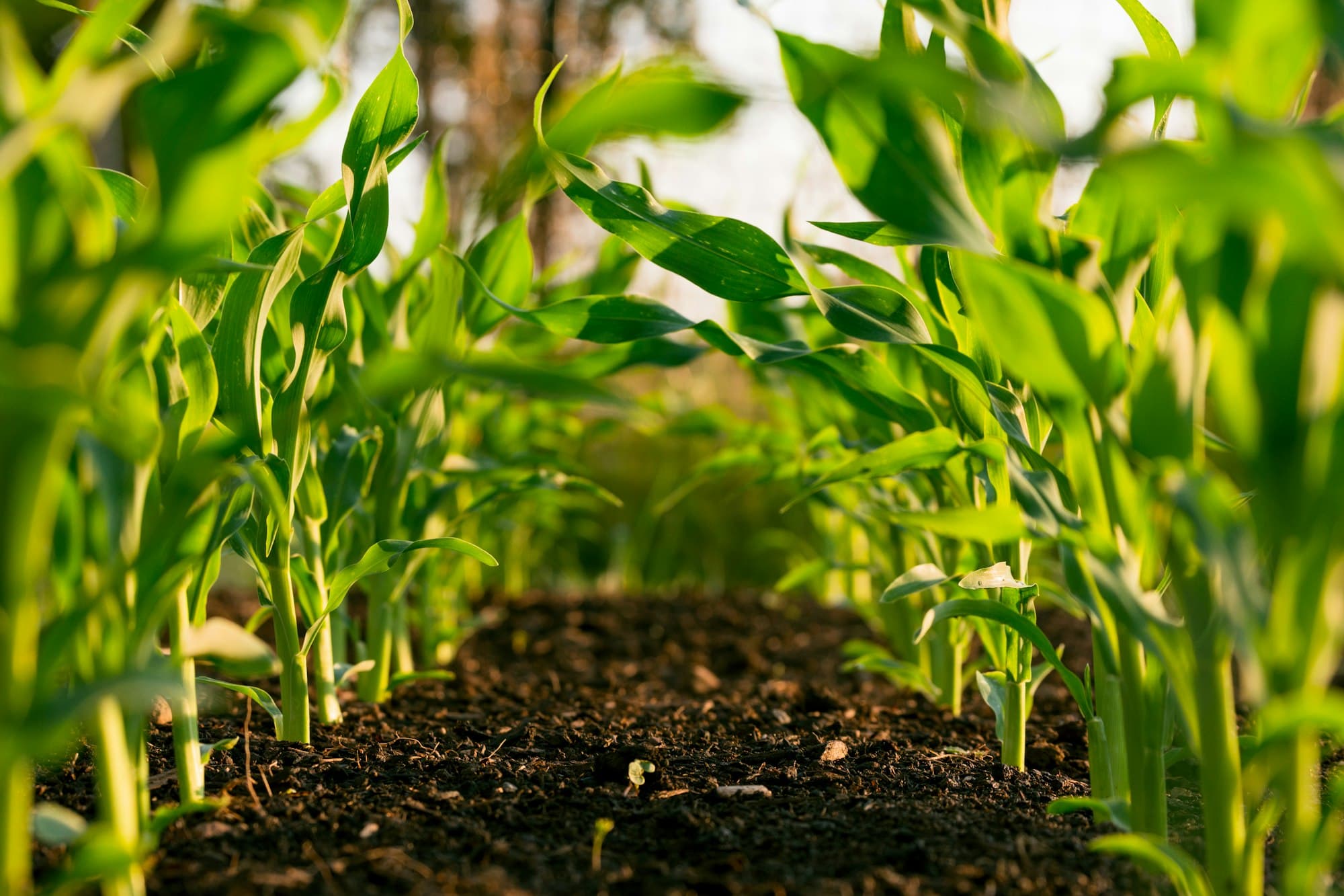 Rows of cultivated farmland